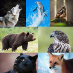 Load image into Gallery viewer, Workshop Ticket: Sacred Animal Medicine
